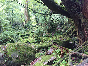 苔むすの森（もののけの森）
