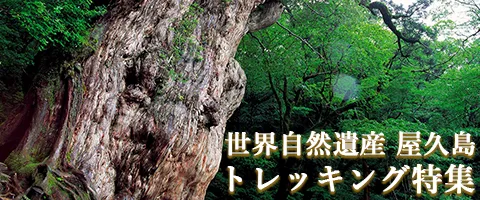 JALで行くおすすめ国内旅行特集｜屋久島トレッキング特集