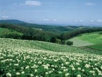 北海道旅行に行くなら春夏秋冬いつ？