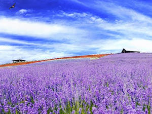 北海道旅行をするうえで気をつけること・注意点って、どんな事？