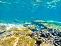 憧れの美しい海...潜りたい沖縄のダイビングスポット！