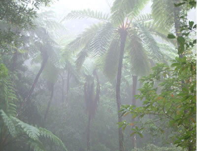 奄美大島金作原原生林探索ツアー