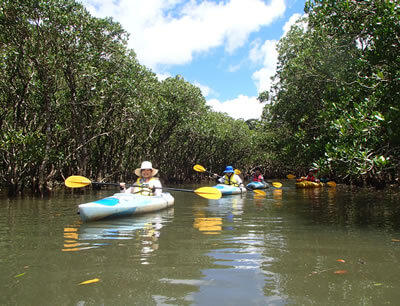 奄美大島マングローブカヌーツアー