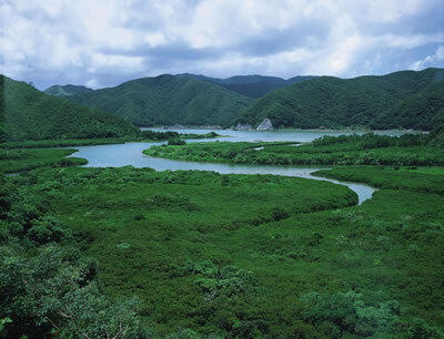 奄美大島マングローブカヌーツアー