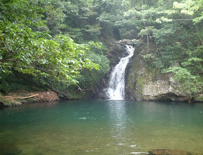 奄美大島金作原原生林探索ツアー