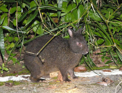 奄美大島金作原原生林探索ツアー