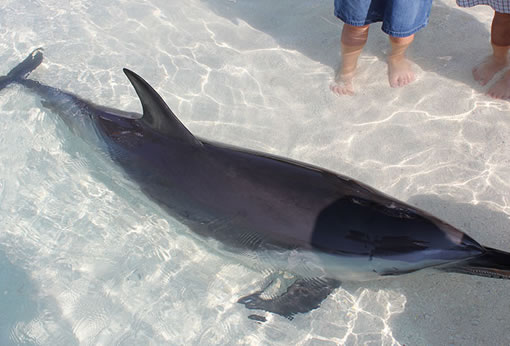 別府温泉ツアー　うみたまご　イルカ