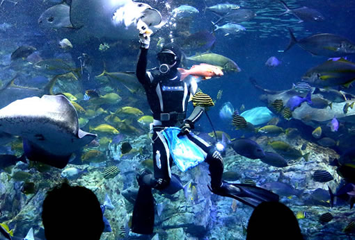 別府温泉ツアー　うみたまご