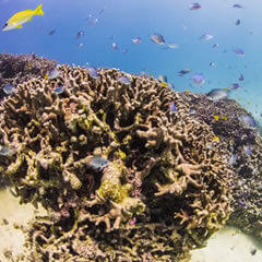 初心者も経験者も大満足！沖縄で楽しむダイビングの魅力