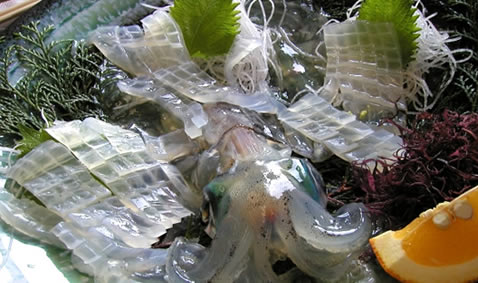 五島　アオリイカ（ミズイカ）