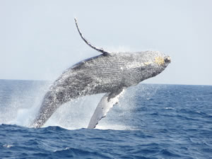 沖縄クジラ ブリーチ