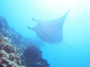 沖縄の海でダイビングを楽しむ！おすすめのスポットをご紹介
