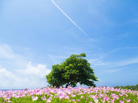 okinawa_spring.jpg