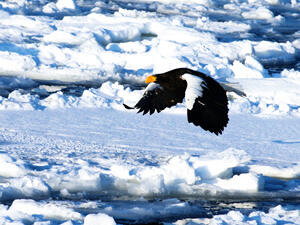冬の北海道といえば流氷！ツアー旅行で流氷を見に行こう！