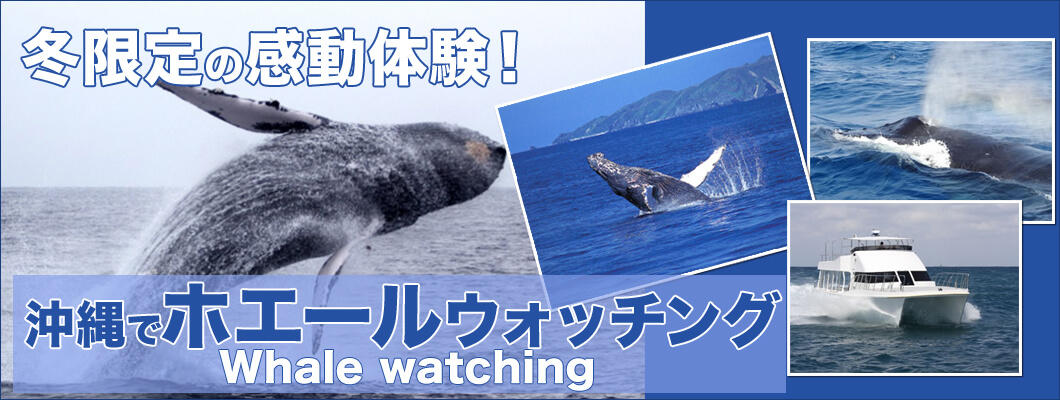 沖縄ホエールウォッチング付きツアー