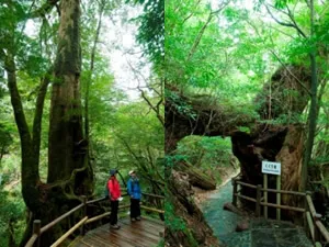 ヤクスギランド