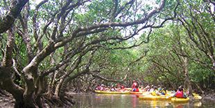 マングローブパーク