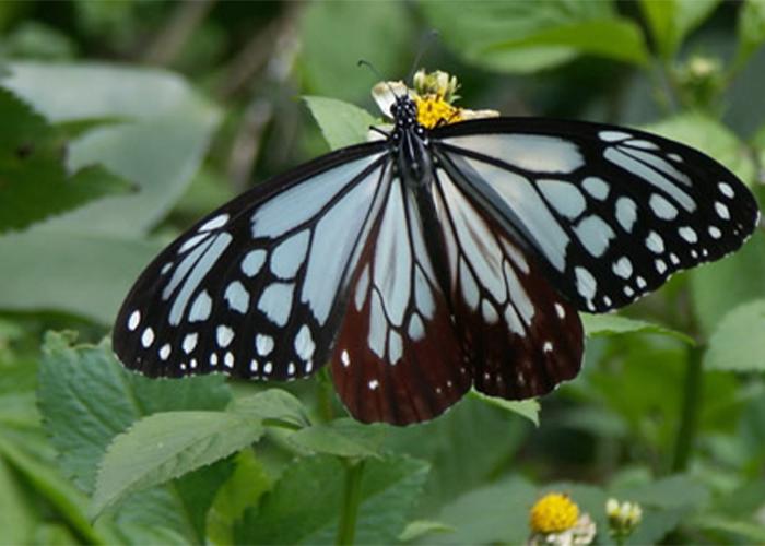 蝶の飛び交う隆起珊瑚の島・喜界島ツアー！