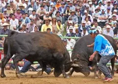 【期間限定　奄美群島しまめぐり割】世界自然遺産登録で大注目の徳之島ツアー！