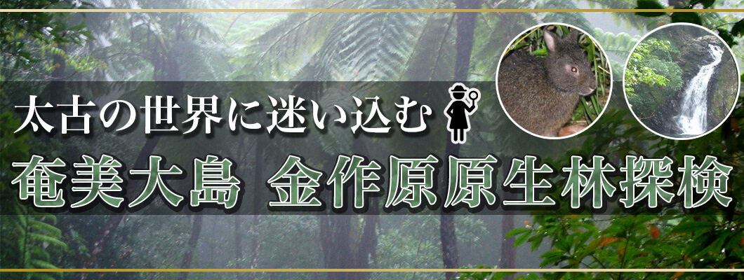 奄美大島金作原原生林ツアー