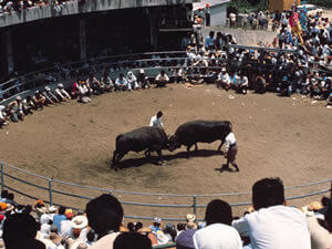 徳之島闘牛