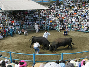 徳之島闘牛