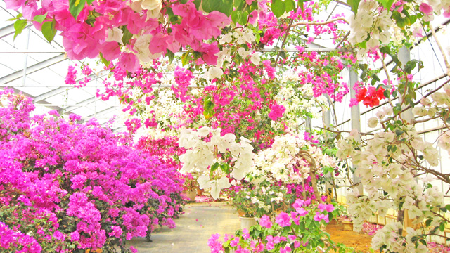 ユートピアファーム