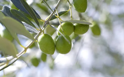 小豆島オリーブ