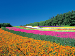 北海道旅行